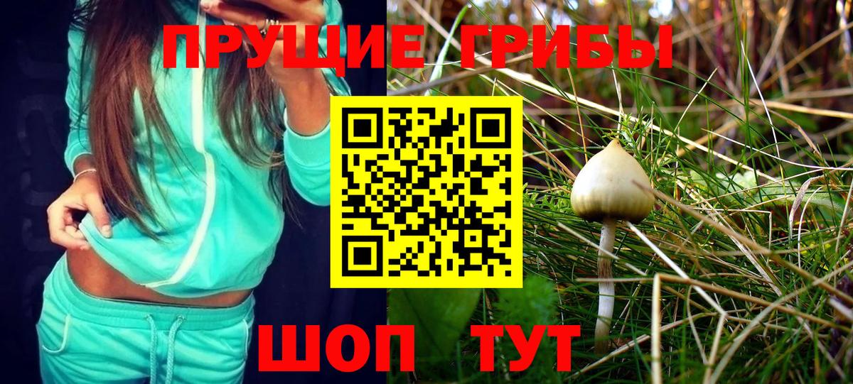 Галлюциногенные грибы Psilocybe Черногорск