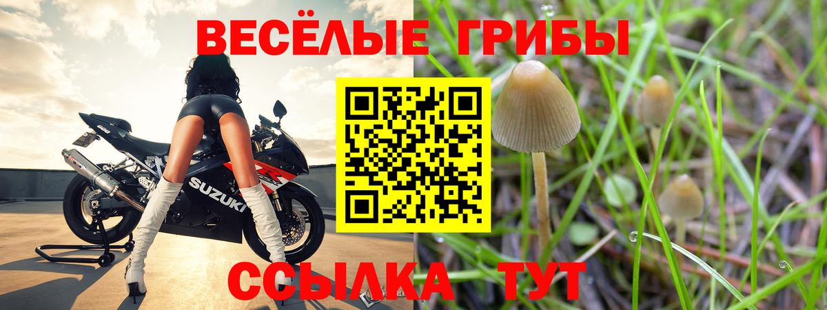 Черногорск  Галлюциногенные грибы Cubensis  Вход с VPN 